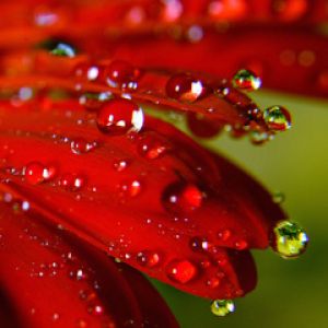 Fiore Rosso con Gocce d'Acqua