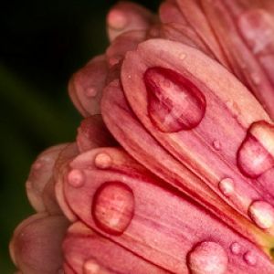 Fiore Rosa con Gocce d'Acqua