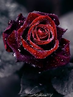 Rosa Rossa di Lusso - wallpaper preview
