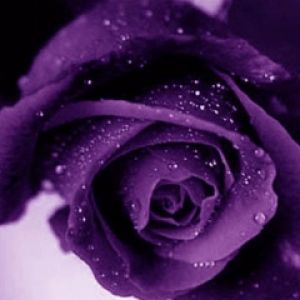 Rosa Viola con Gocce d'Acqua