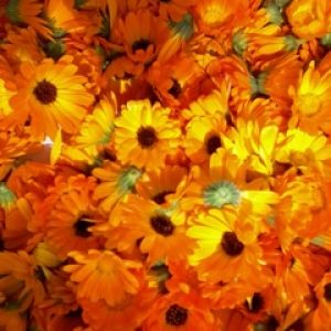 Fiori Arancioni Vivaci