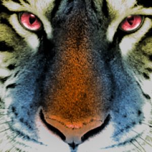 Primo Piano di una Tigre Maestosa