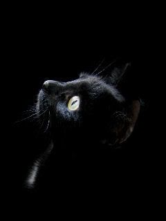 Ritratto di Gatto Nero - wallpaper preview