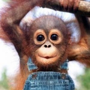 Carino Cucciolo di Orangutan