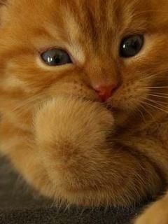 Gatto arancione carino - wallpaper preview