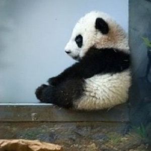 Panda Cucciolo Adorabile