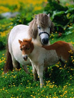 Pony carini in un campo di fiori