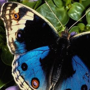 Farfalla Blu sui Fiori