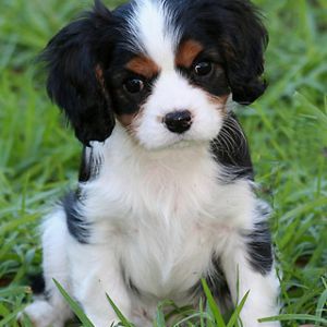 Cucciolo Cavalier King Charles Adorabile
