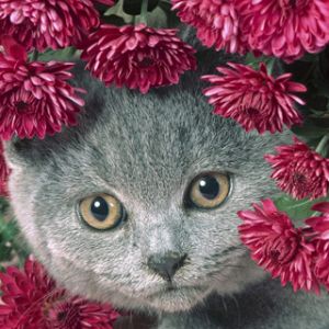 Gatto Grigio Carino con Fiori