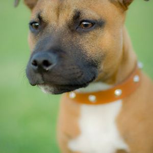 Ritratto di Cane Marrone