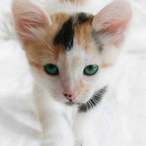 Gattino Adorabile con Occhi Verdi