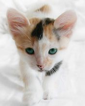 Gattino Adorabile con Occhi Verdi - wallpaper preview