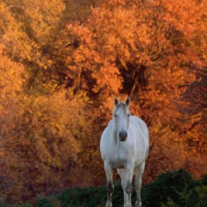 Cavallo Bianco in Autunno