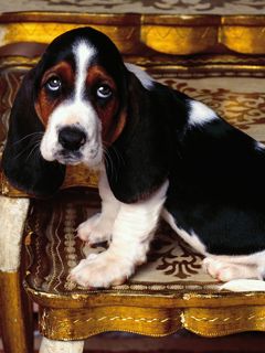 Cucciolo di Basset Hound Adorabile - wallpaper preview