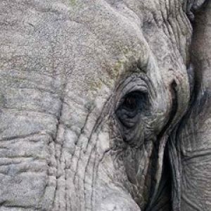 Elefante Maestoso in Primo Piano