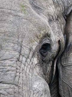 Elefante Maestoso in Primo Piano - wallpaper preview