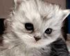 Primo Piano di un Gattino Adorabile - wallpaper preview