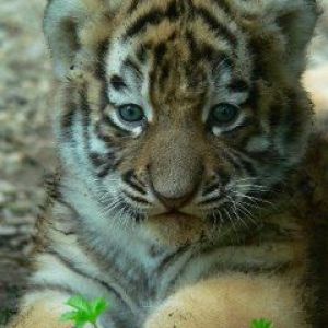 Cucciolo di Tigre Carino