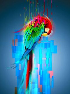 Pappagallo Colorato