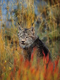 Lince nella Natura - wallpaper preview