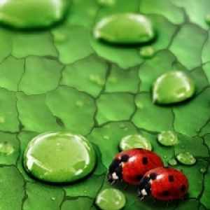Coccinelle su Foglie Verdi