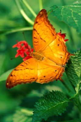 Farfalla Arancione Vivace