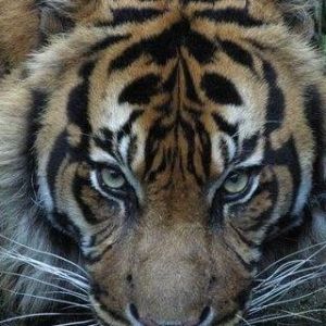 Maestoso Tigre Da Vicino