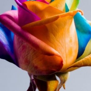 Rosa Arcobaleno Colorata