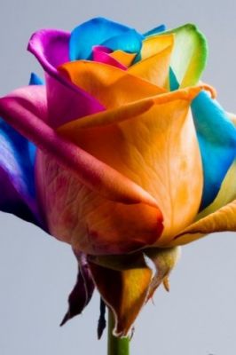 Rosa Arcobaleno Colorata