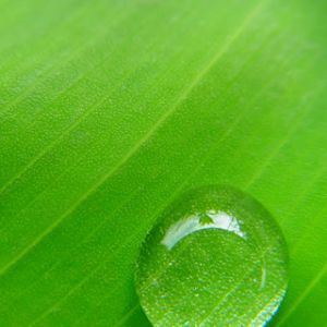 Goccia d'acqua su foglia
