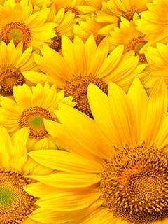 Campo di Girasoli Vivaci - wallpaper preview