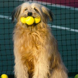 Cane carino con palline da tennis