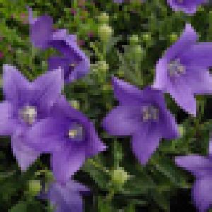 Campanule Viola in Fiore