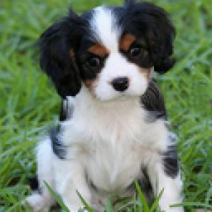 Cucciolo Carino nell'Erba