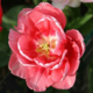 Bellissimo fiore di tulipano rosa