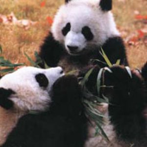 Panda Giocosi