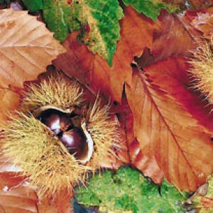 Castagne e Foglie d'Autunno