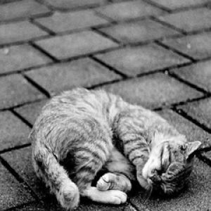 Gatto Che Dorme Carino