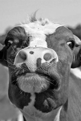 Faccia di Mucca Divertente - wallpaper preview