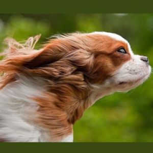 Cane Giocoso in Movimento