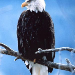 Aquila dalla testa bianca su un ramo