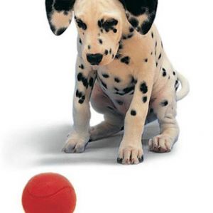 Cucciolo Dalmata con Palla