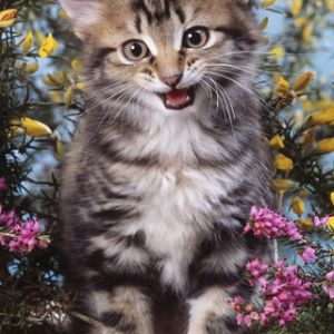 Gattino Carino Tra i Fiori