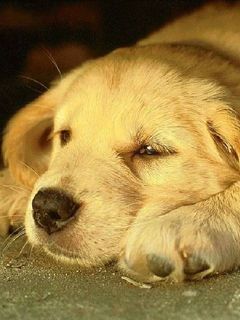 Cucciolo di Golden Retriever