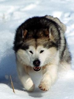Malamute Alaskano che Corre nella Neve - wallpaper preview