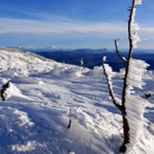 Paesaggio ghiacciato con albero di ghiaccio