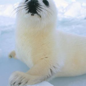Foca carina sul ghiaccio