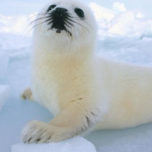 Foca carina sul ghiaccio