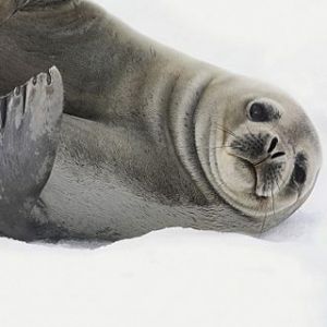 Foca carina sulla neve